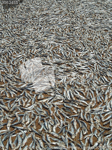 Image of fishes on the ground