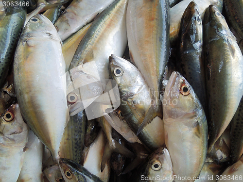 Image of food fishes