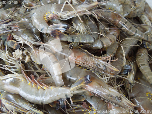 Image of fresh prawns