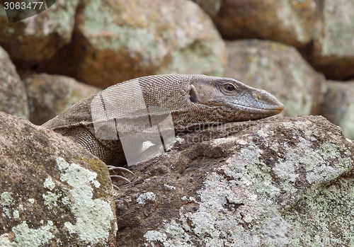 Image of brown lizard portrait