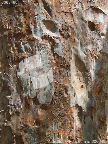 Image of bark detail