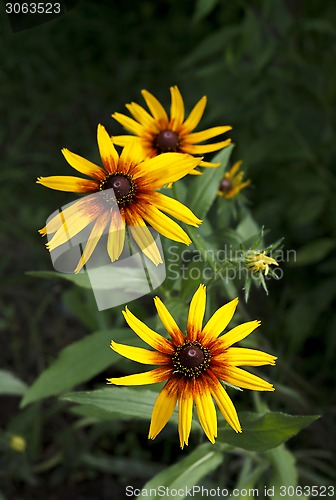 Image of Bright yellow Rudbeckia flowers