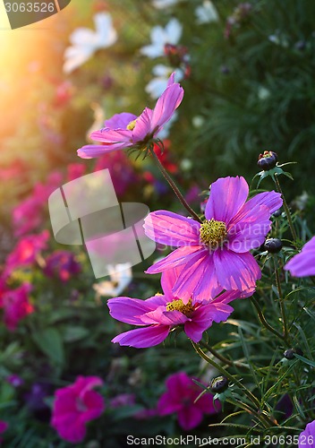 Image of Beautiful Cosmos flowers with sunlight