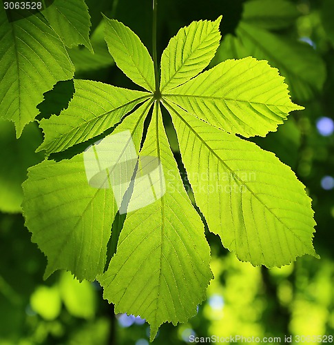 Image of Chestnut leaf