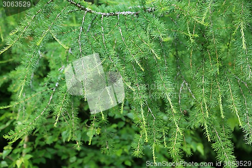 Image of Larch tree branch