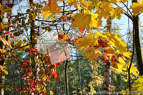 Image of Branches of beautiful autumn trees