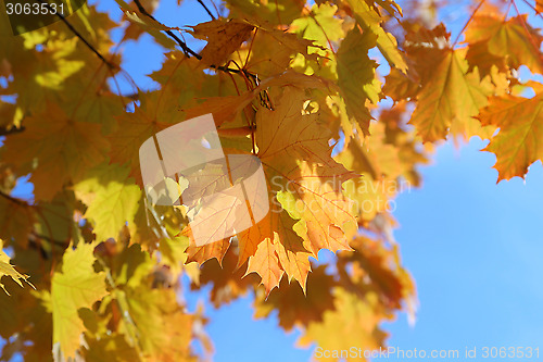 Image of Branches of beautiful autumn maple