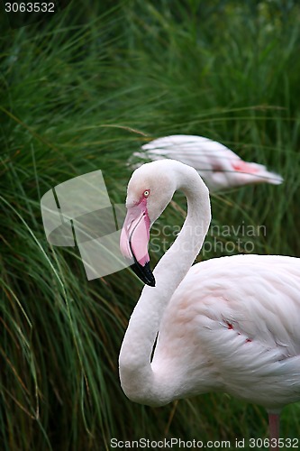 Image of Greater Flamingo