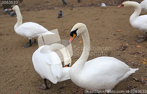 Image of White swans 