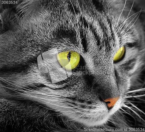 Image of Green-eyed cat             