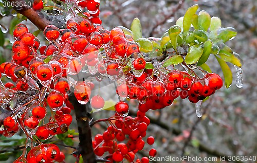 Image of Branch of a bush with bright berries after freezing rain