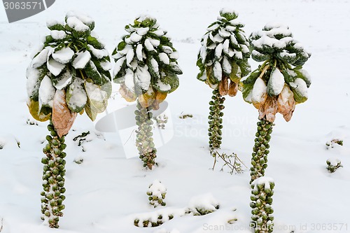 Image of Brussels sprouts in snow