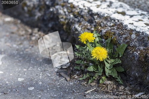 Image of dandelion growing at curb