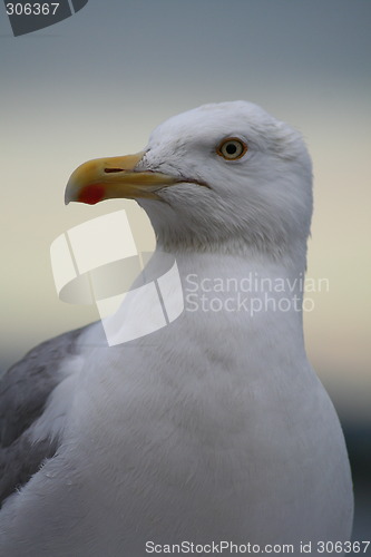 Image of Seagull 2