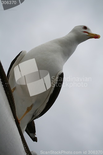 Image of Seagull 5