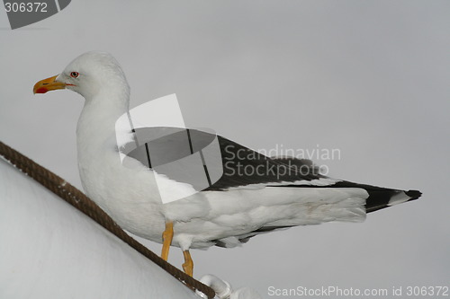 Image of Seagull 6