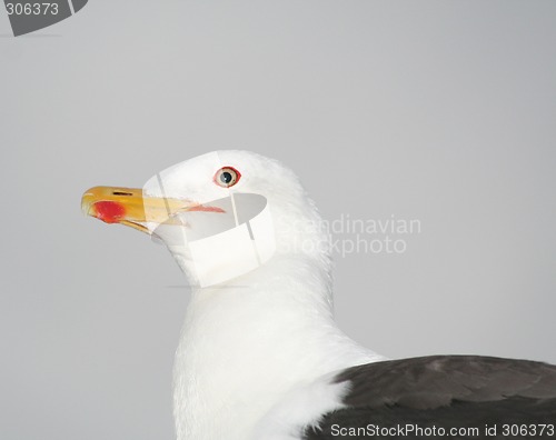 Image of Seagull 7