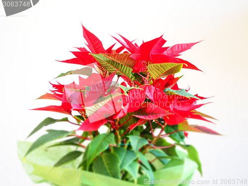 Image of Poinsettia Christmas star