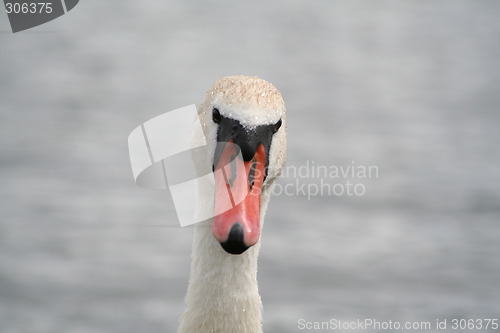 Image of Swan