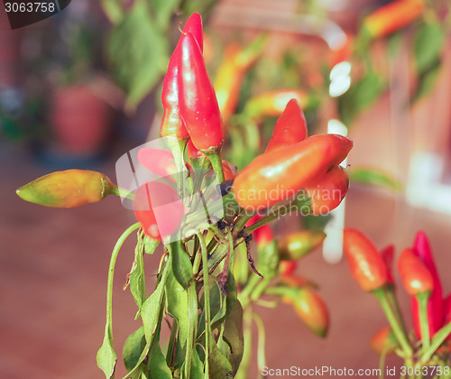 Image of Chili Pepper