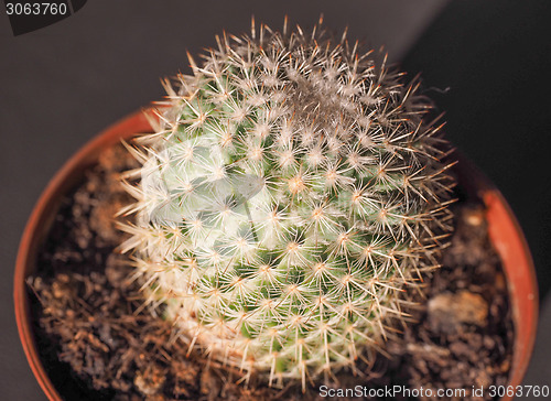 Image of Cactus plant