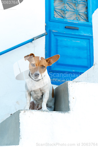 Image of Animal-friendly hotel