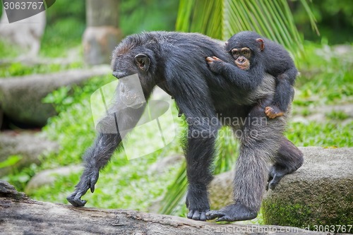 Image of Common Chimpanzee