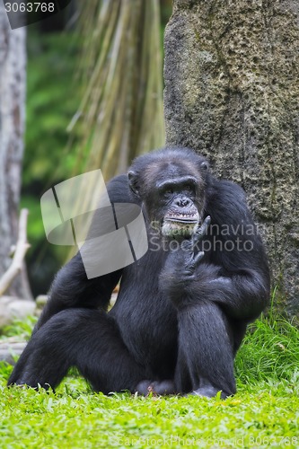 Image of Common Chimpanzee