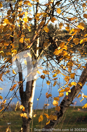 Image of Autumn Leaves