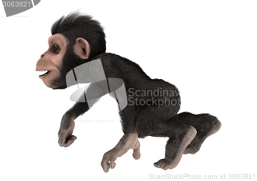 Image of Little Chimpanzee