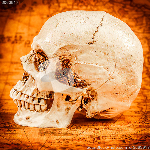 Image of Human skull