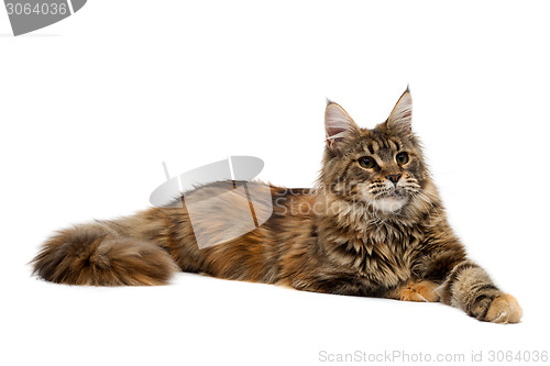 Image of Cat breed Maine Coon is imperiously