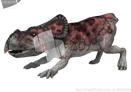 Image of Dinosaur Protoceratops