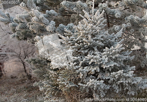 Image of Hoarfrost on branches of spruce