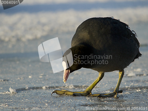 Image of Common Coot on the ice