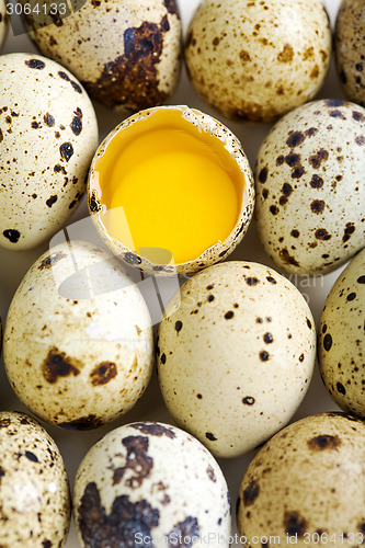 Image of Colorful quail eggs.