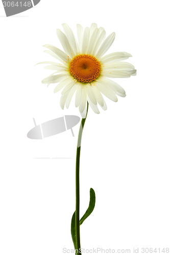 Image of Garden daisy.