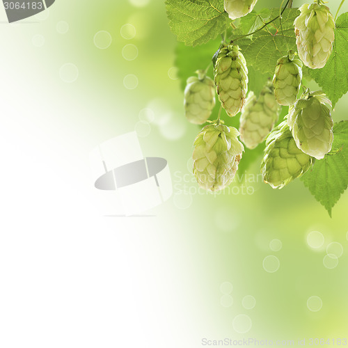 Image of Bunch of hops.