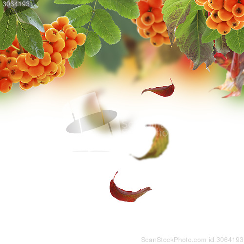 Image of Autumn collage with falling leaves.