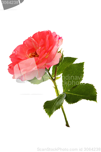 Image of Full-blown rose flower. 