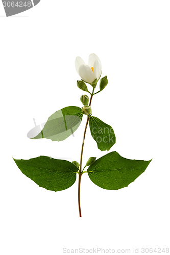 Image of Sprig of flowering jasmine.