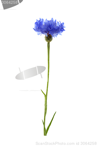 Image of Blue cornflower meadow.