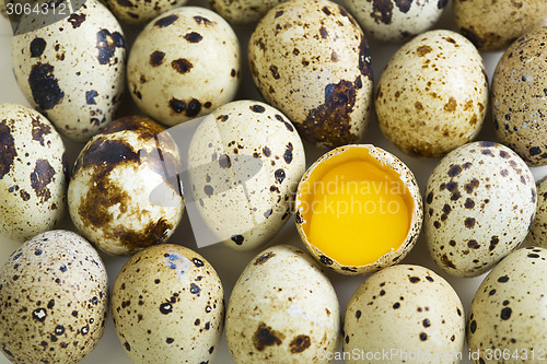 Image of Quail eggs and egg with two yolks.