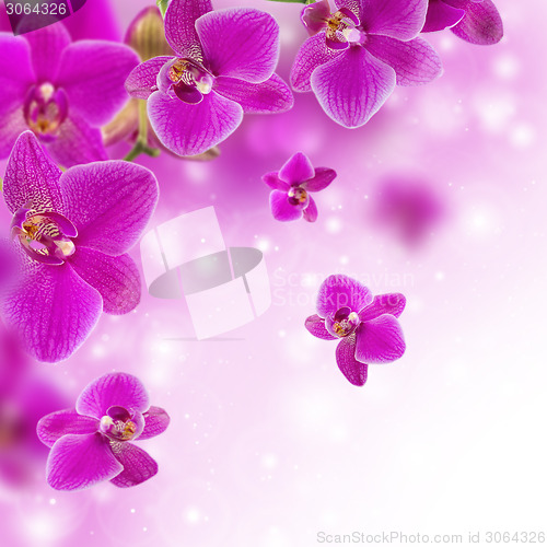 Image of Floral background with pink orchid.