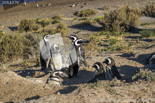 Image of Magellanic penguin