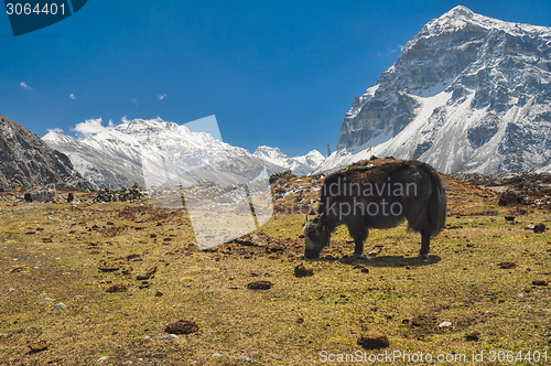 Image of Kangchenjunga