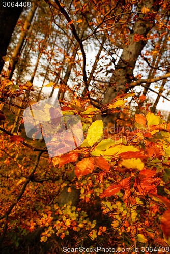 Image of Close-up view of leaves