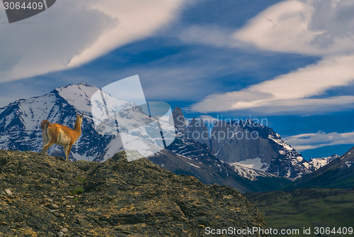 Image of Guanaco