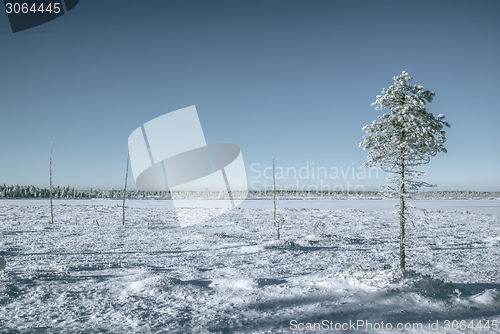 Image of Tree in a plain