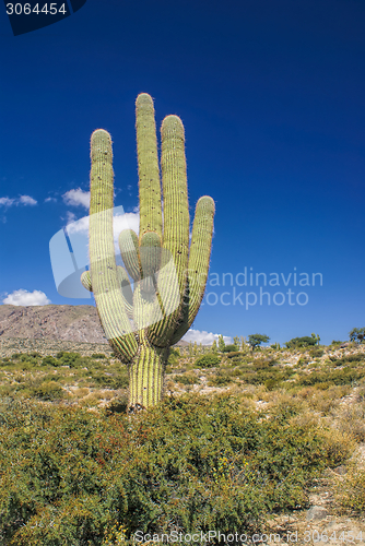 Image of Cactus